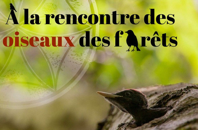 Samedi 13 juin : sortie avifaune forestière avec le Parc Naturel Regional